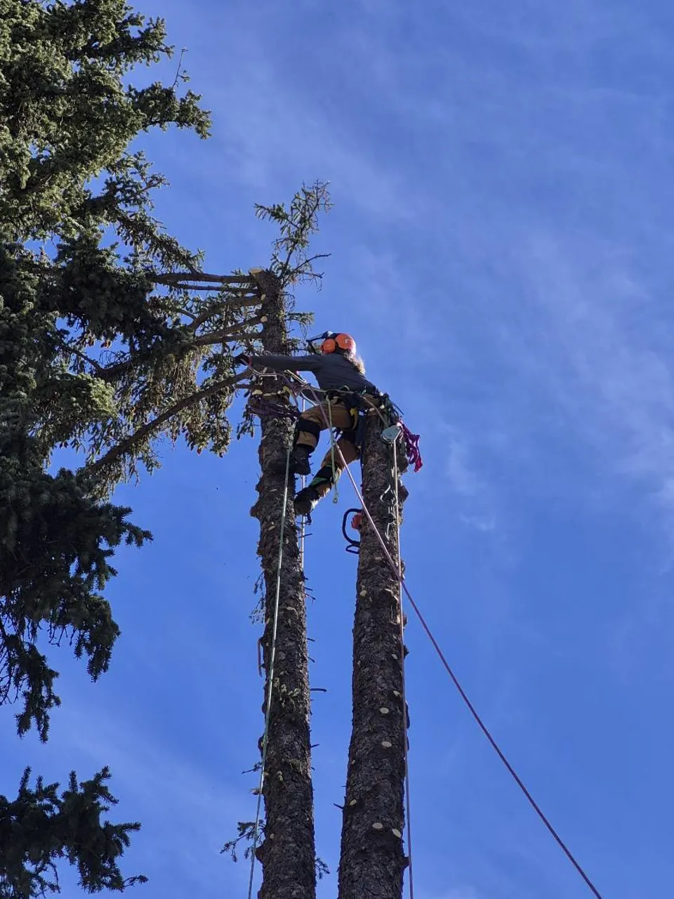 Alpenglow arborist climbing a Serbian Spruce spar during a Breckenridge removal