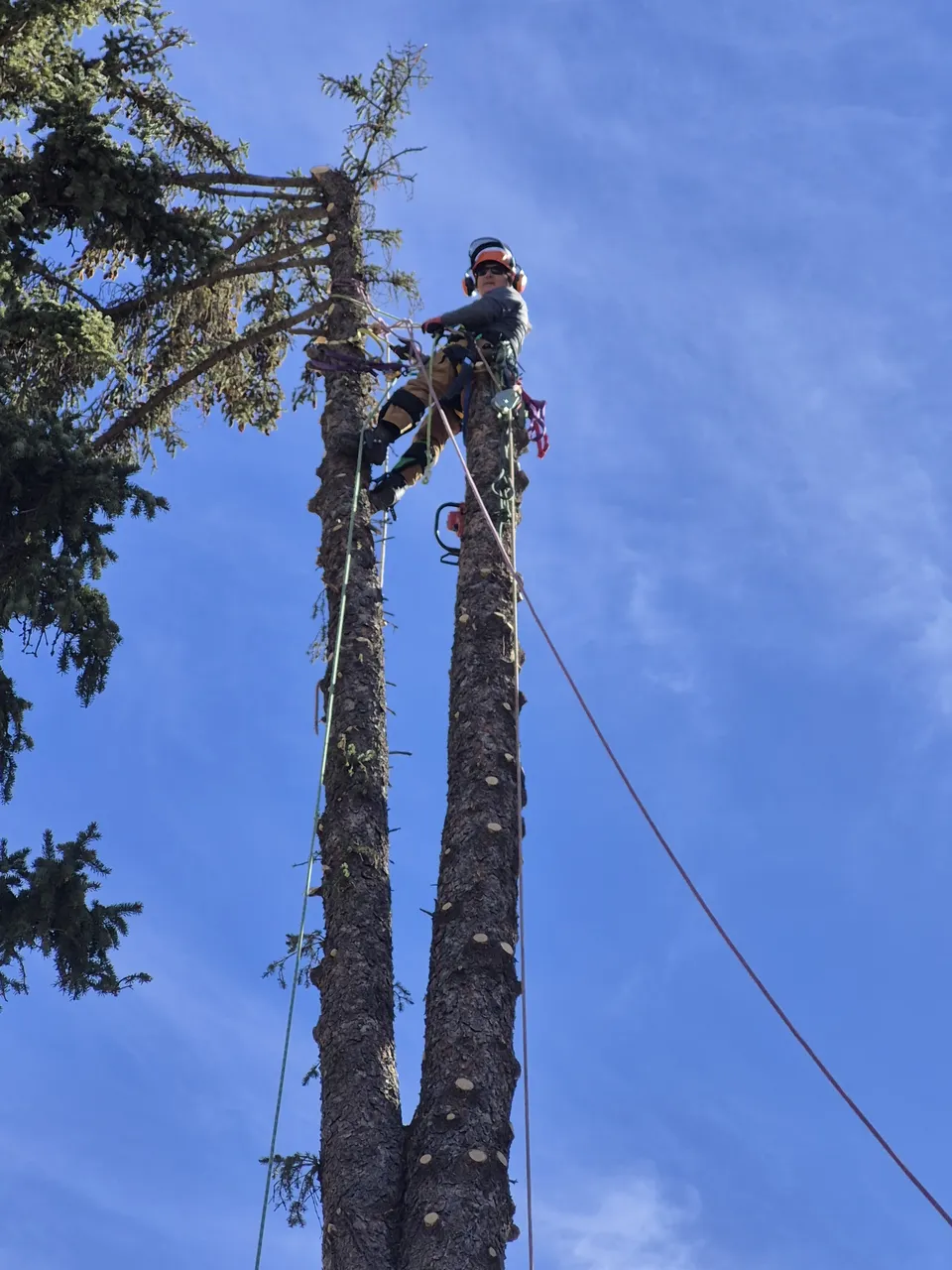 Arborist performing canopy pruning work