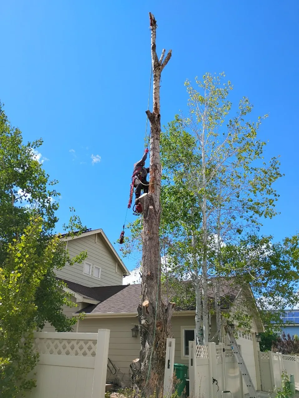 Two Alpenglow climbers dismantling a Black Poplar in tight quarters