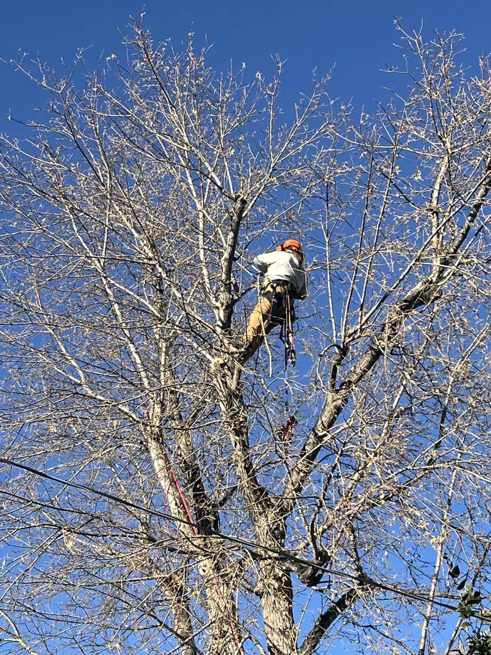 Alpenglow Tree Care climber trimming a box elder tree in Denver, Colorado