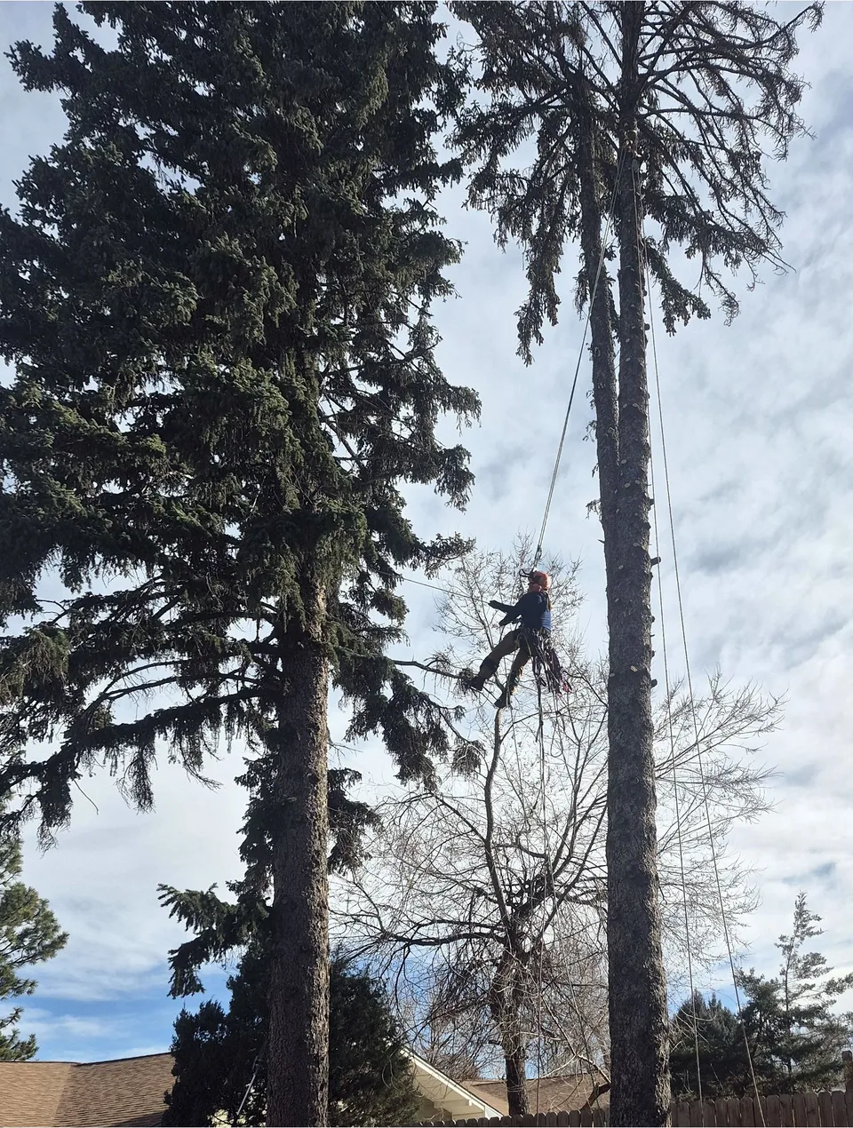 Drew Spaulding, owner of Alpenglow Tree Care LLC