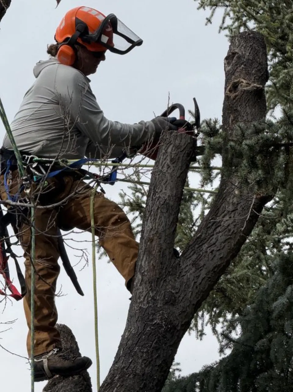 Climbing arborist trimming a Hackberry tree in Boulder