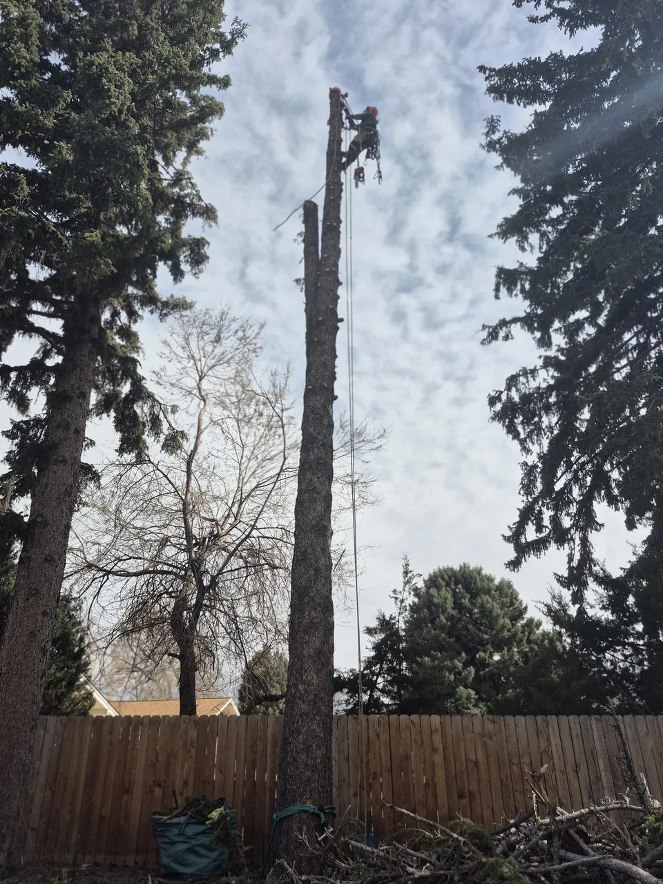 Alpenglow Tree Care crew removing a large tree at a Colorado home