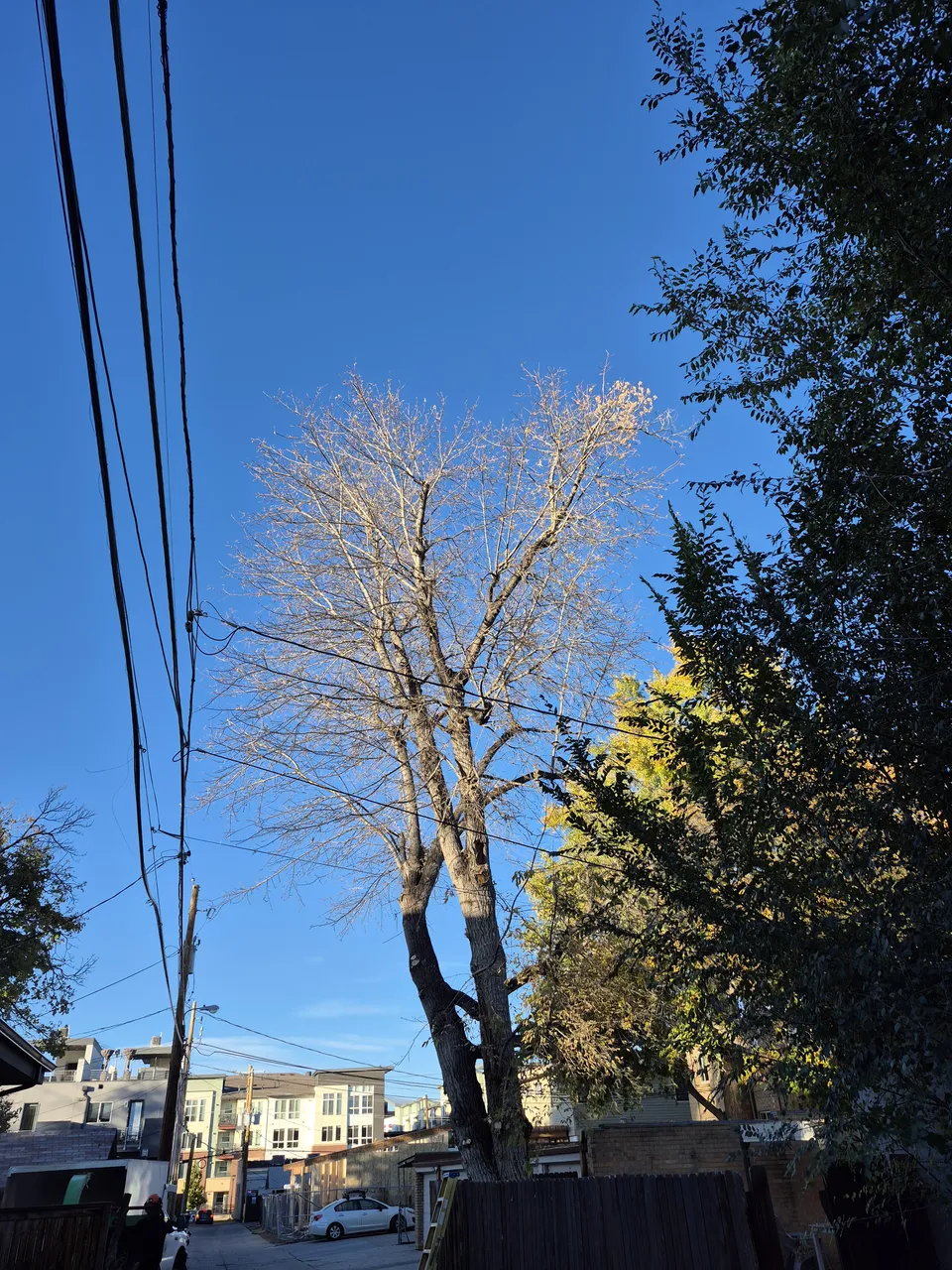 Tree maintenance work on residential property